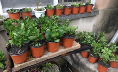 长寿花为什么致癌,探究其潜在风险与科学真相